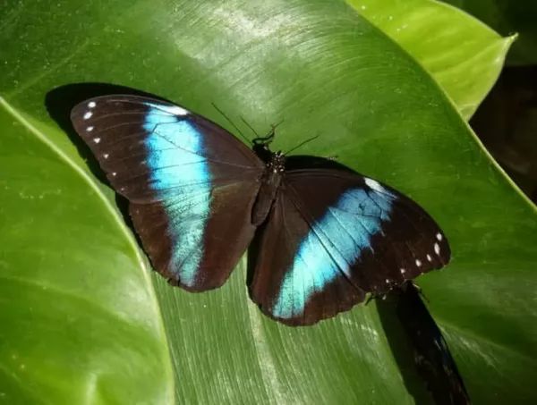 10 من اغرب و اجمل الفراشات في العالم بالصور