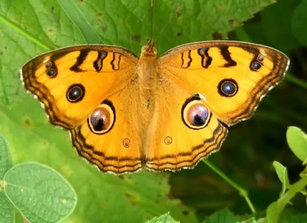 صور - 10 من اغرب و اجمل الفراشات في العالم بالصور