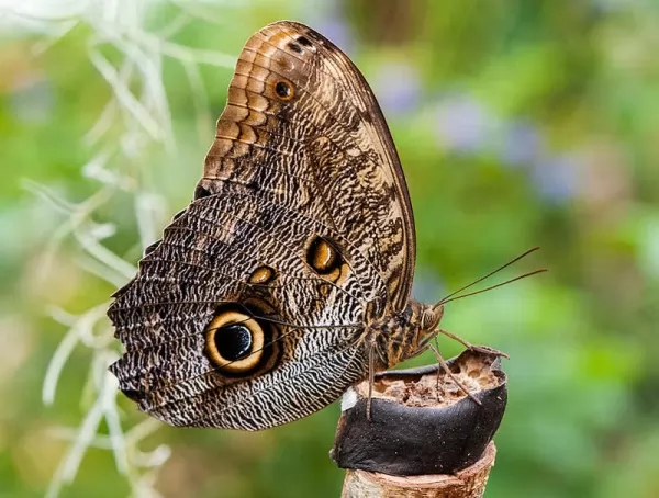 صور - 10 من اغرب و اجمل الفراشات في العالم بالصور