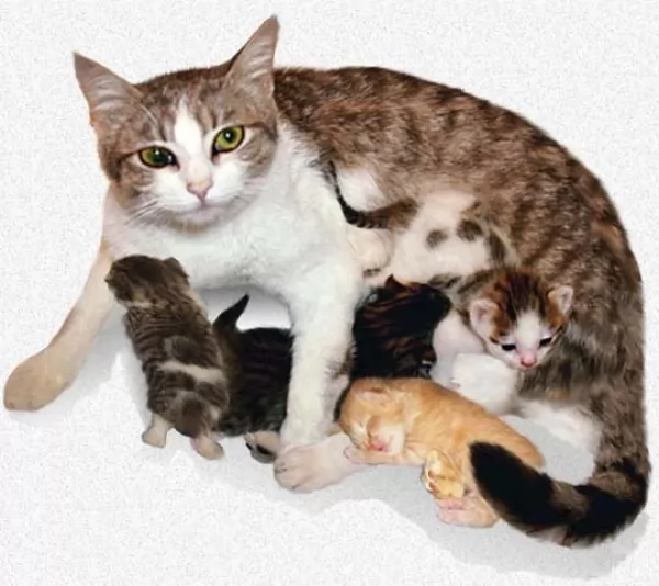 صور - مراحل الحمل عند القطط