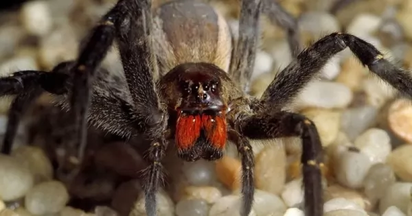 من اخطر الحيوانات في العالم العنكبوت البرازيلي الجوال