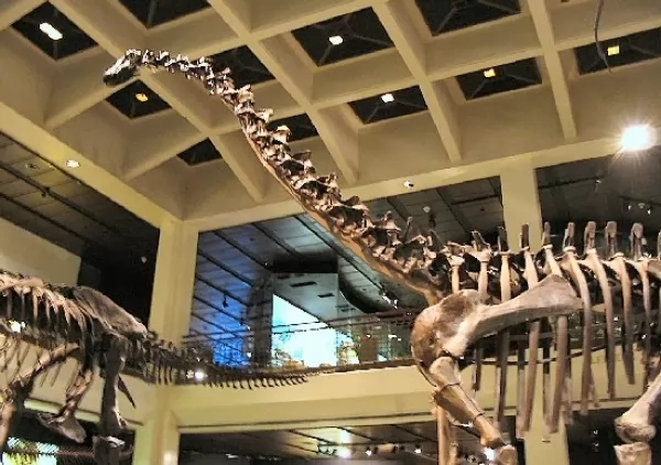 حفريات ديناصور ديبلودوكس