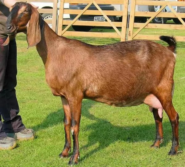  raising-milking-goat