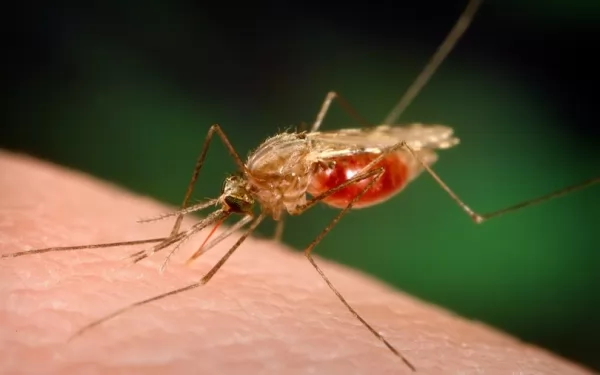 مرض الملاريا من الامراض المعدية