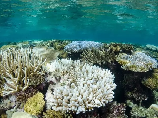 تأثير تغير المناخ على الكائنات البحرية