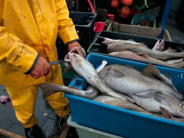 تأثير الصيد الجائر على الكائنات البحرية