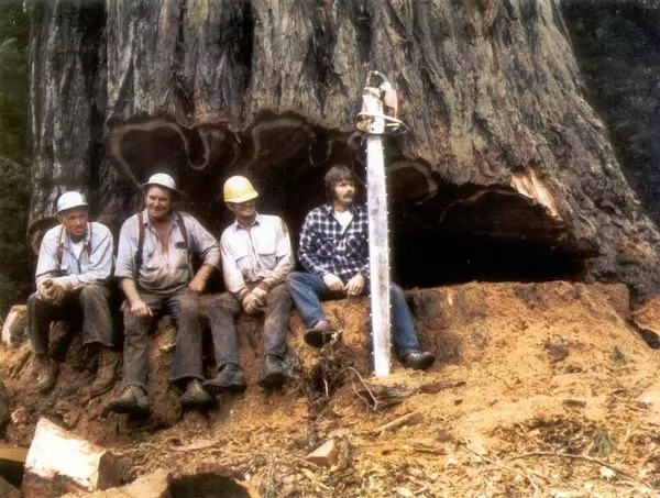 مهنة قطع الاشجار من اخطر المهن في العالم