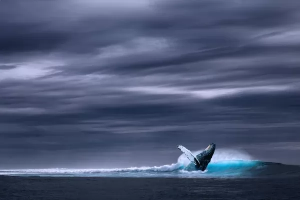 صور الحوت الازرق