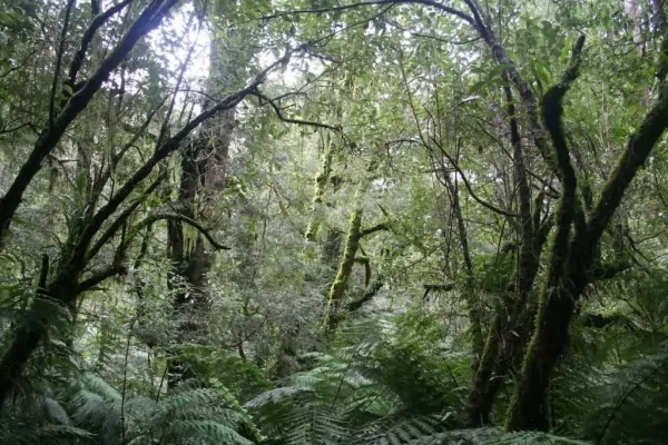 غابات دينتري المطيرة من اجمل الغابات في العالم