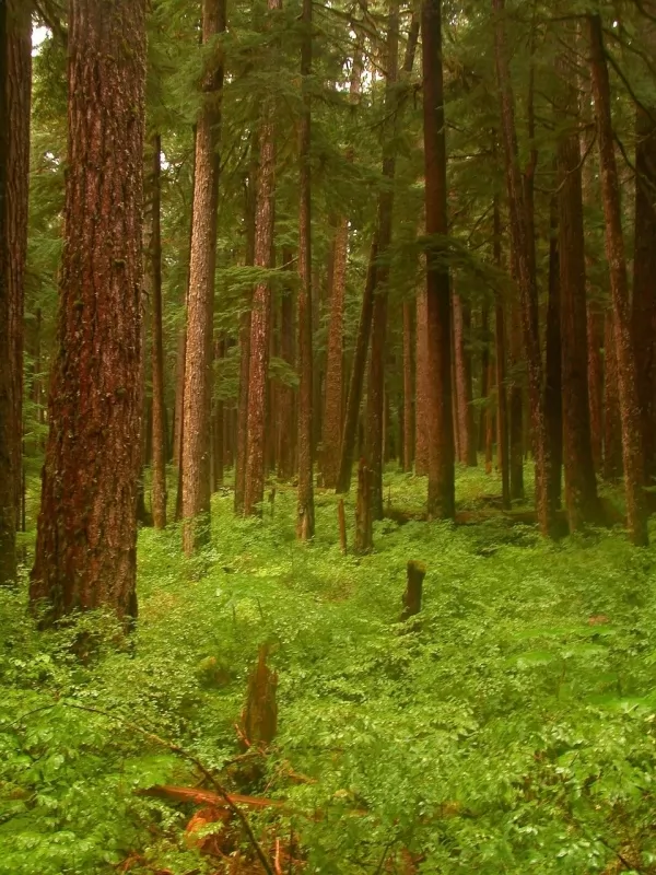 الغابات الأولمبية الوطنية من اجمل الغابات في العالم