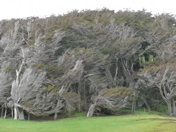 أشجار الريح من اقدم الاشجار في العالم
