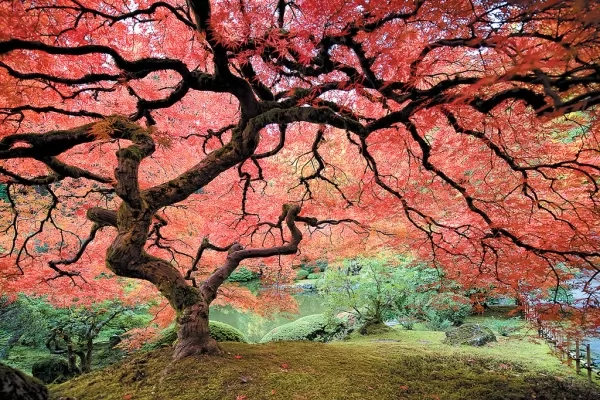 شجرة القيقب من اقدم الاشجار في العالم