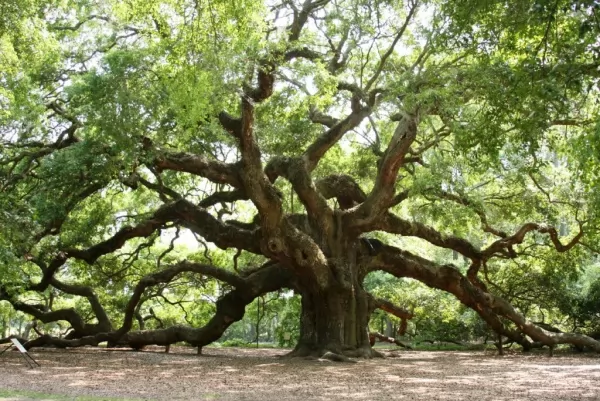 شجرة البلوط الملاك من اقدم الاشجار في العالم