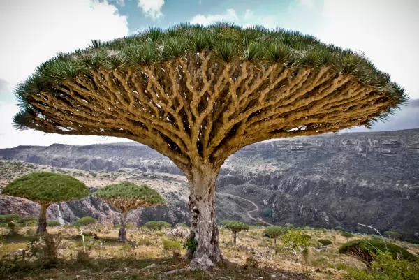 شجرة دم العنقاء من اقدم الاشجار في العالم