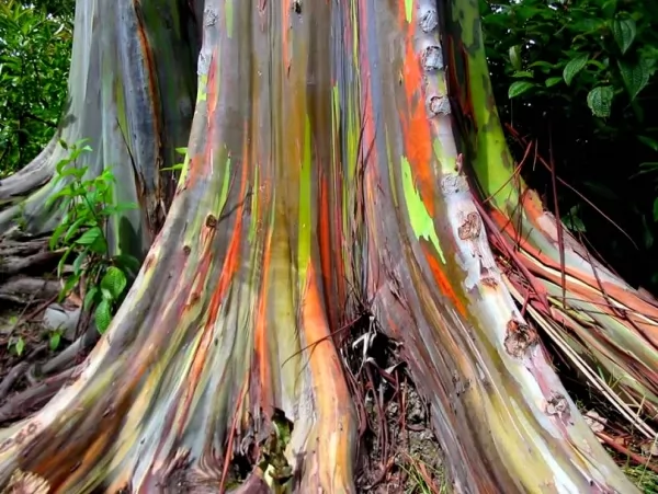 شجرة الأوكالبتوس قوس قزح من اقدم الاشجار في العالم