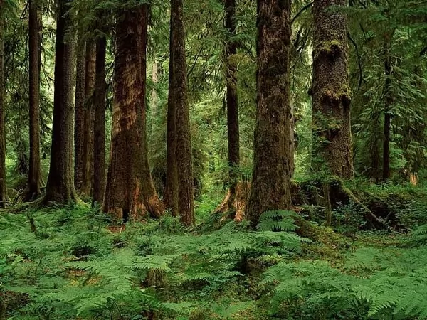 غابات باسيفيك من اكبر الغابات المطيرة