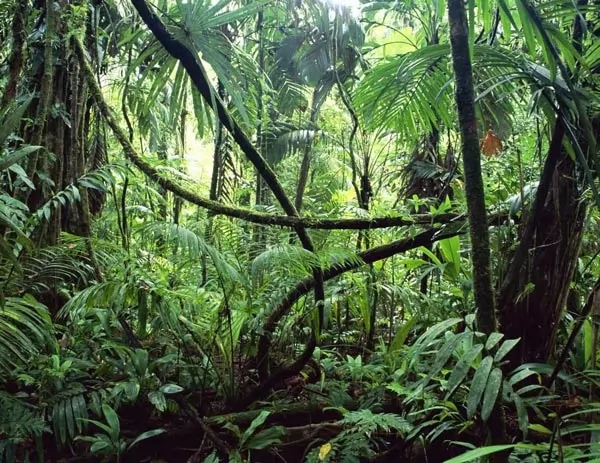 غابات الكونغو من اكبر الغابات المطيرة