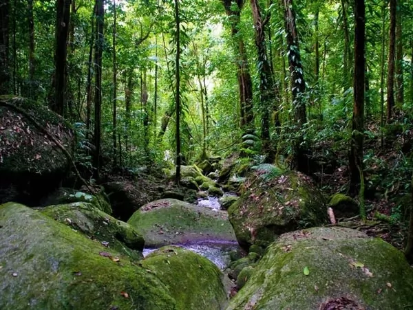 غابات دينتري من اكبر الغابات المطيرة