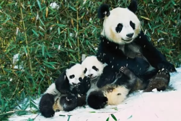 صغر الباندا يستمتعون بالدفء مع امهم