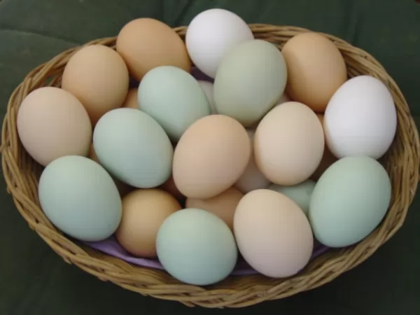 البيض من الأطعمة الغنية بحمض الفوليك
