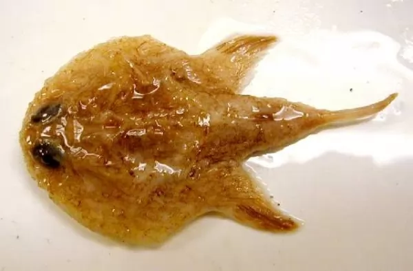من الحيوانات الجديدة المكتشفة حديثا سمكة الخفاش