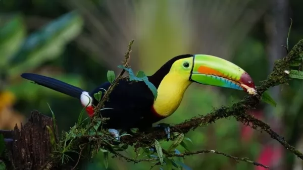 طائر الطوقان الكبريتي من اجمل الطيور في العالم