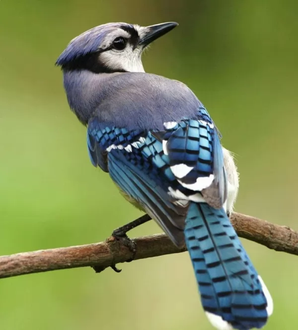 طائر القيق الأزرق من اجمل الطيور في العالم