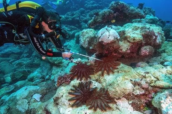تلوث البلاستيك يؤدى الى فقدان الشعاب المرجانية