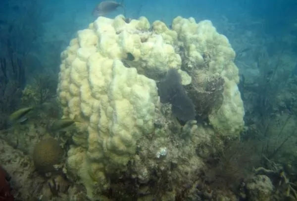 درجات الحرارة تؤدى الى فقدان الشعاب المرجانية