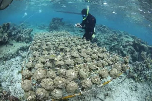 الأعشاب البحرية القاتلة تؤدى الى فقدان الشعاب المرجانية