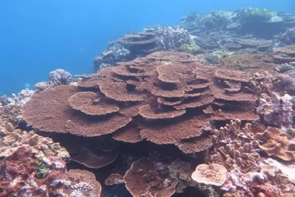 نجم البحر يتغذى على الشعاب المرجانية