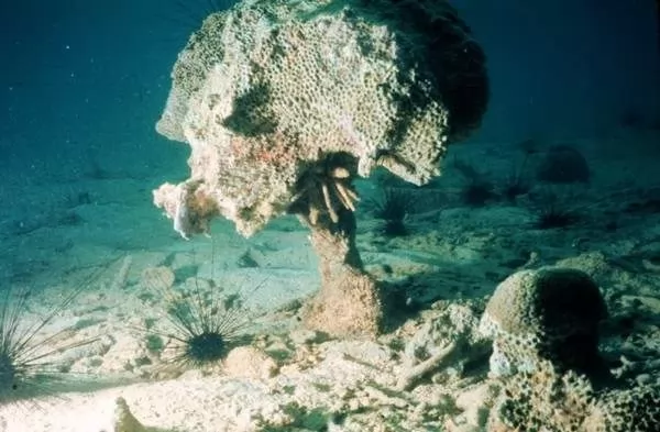 الصيد الجائر يؤدى الى فقدان الشعاب المرجانية