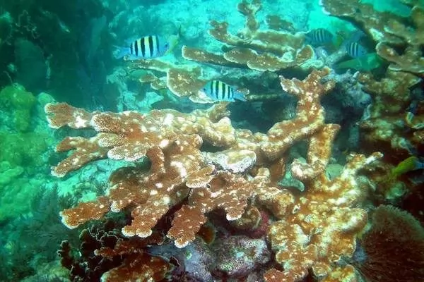 النفايات البشرية تؤدى الى فقدان الشعاب المرجانية