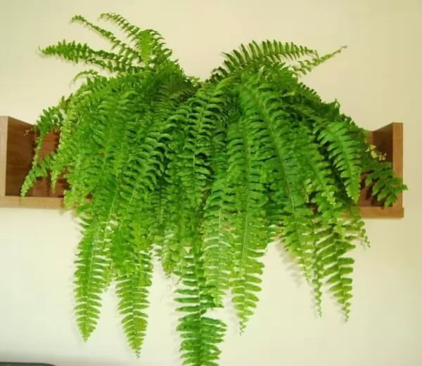 7 من النباتات المنزلية الداخلية لتنقية الهواء  Plants-indoor_10055_1_1510395260