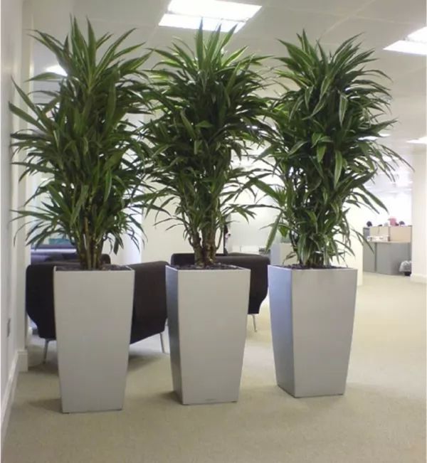 7 من النباتات المنزلية الداخلية لتنقية الهواء  Plants-indoor_10055_3_1510395263