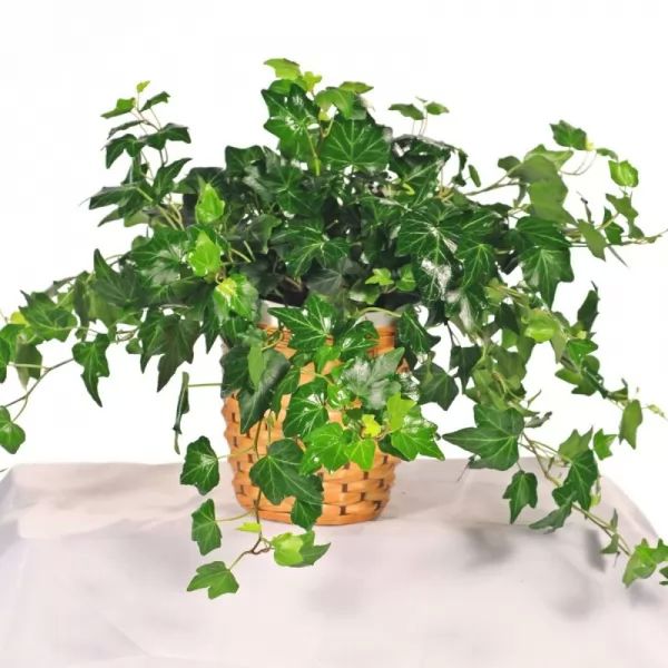 7 من النباتات المنزلية الداخلية لتنقية الهواء  Plants-indoor_10055_4_1510395264