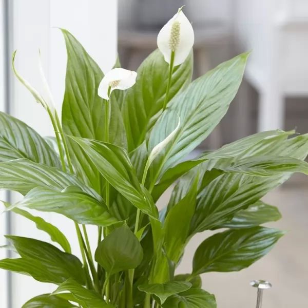 7 من النباتات المنزلية الداخلية لتنقية الهواء  Plants-indoor_10055_5_1510395265