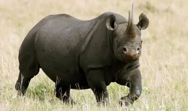 معلومات عن وحيد القرن الاسود