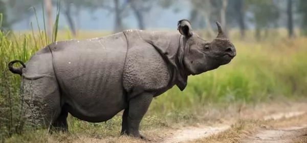معلومات عن وحيد القرن الهندي