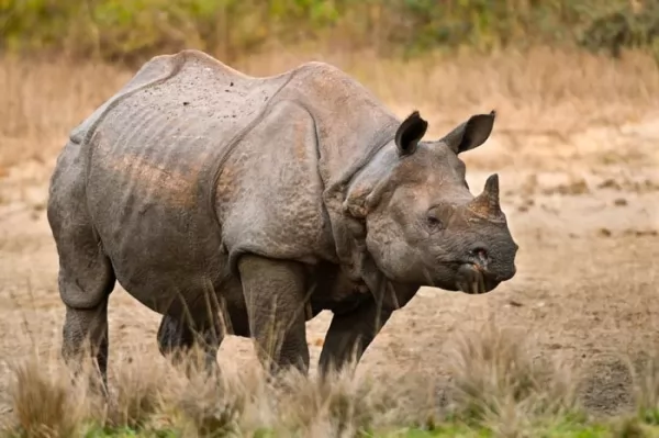 معلومات عن وحيد القرن الجاوي