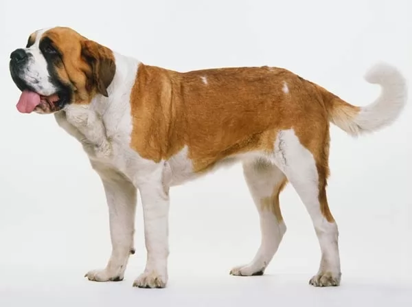 شكل كلب سانت برنارد