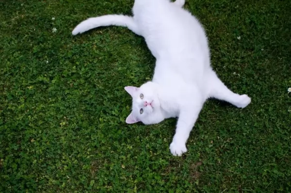 جمال القطة البيضاء ذات العيون الملونة