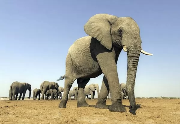 الفيل من اكبر حيوانات افريقيا