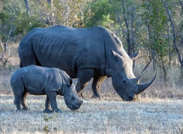 وحيد القرن من اكبر حيوانات افريقيا