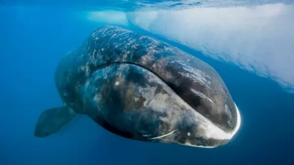 من اطول الكائنات الحية عمرا الحوت مقوس الرأس