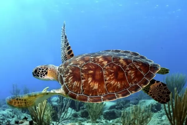 السلاحف البحرية تطورت للسباحة