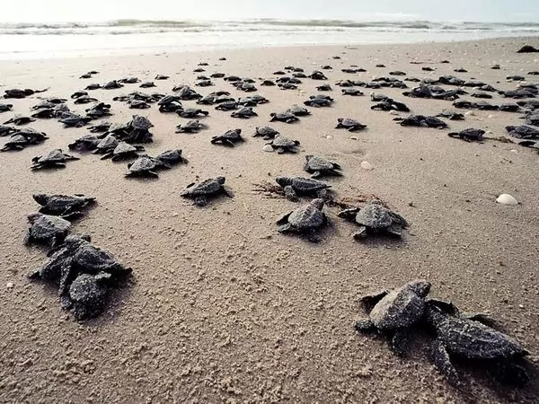 السلاحف البحرية تضع بيضها على الشواطئ