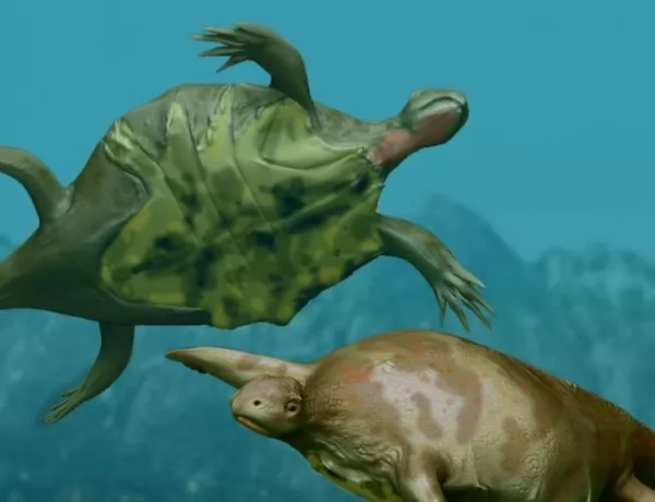 السلاحف البحرية موجودة منذ ملايين السنين