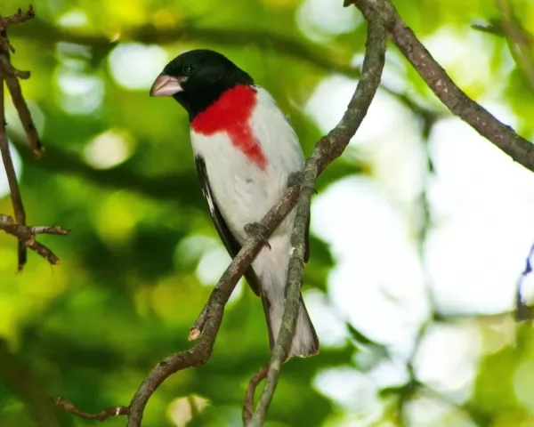 طائر روز- برياستد غروسبك من اجمل الطيور المغردة