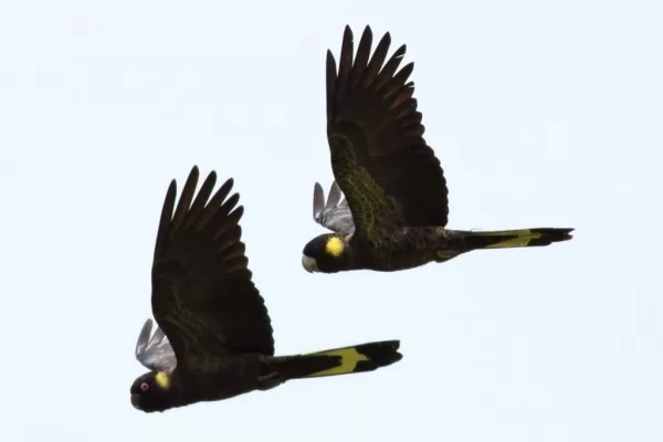 الكوكاتو الأسود أصفر الذيل من اجمل الطيور المغردة